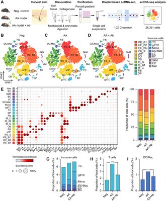 Humanized CXCL12 antibody delays onset and modulates immune response in alopecia areata mice: insights from single-cell RNA sequencing